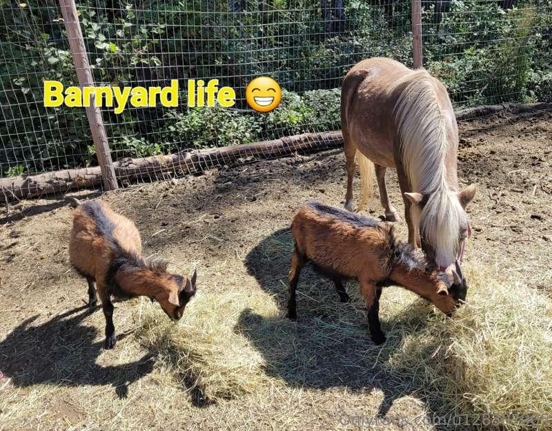 Have a chance to get a few new baby goats can I get help. I ..