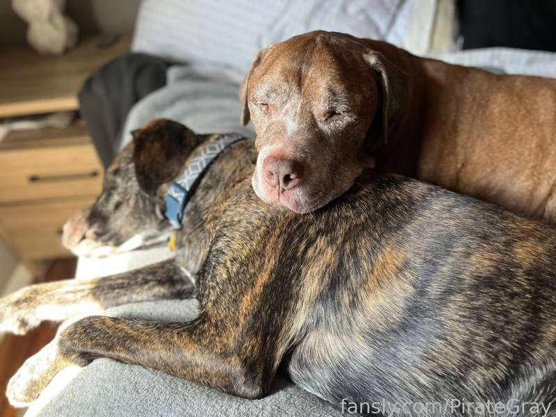 This month has been the worst I’ve seen Macs health. Just in the last 10 days he’s collapsed twice, had another believed seizure, and is he’s breathing hard with every movement he makes. I’ve been carrying him when I can help take the stress off his heart when coming in from outside. Tomorrow grandma (my moms) coming to see him and we’re going to take him to get X-rays (rather than go to a specialist for triple the cost and has a long wait list), to confirm our belief of congestive heart failure.
This has been the most painful month so far. I don’t want my sweet man struggling. Yesterday morning he collapsed, but recovered, was okay, played with Finn (took the videos yesterday) and he was his sassy self, and then he had a seizure late last night. I have videos but I’ll spare the triggering footage. It’s just so awful to see him struggle to do simple tasks, like getting up 3 steps from outside, or just the exhaustion he has from getting onto the bed with our little steps for him.
I know my time with him is coming to an end. I want to take him to the beach one more time, but I don’t even know if his heart would handle the walk there. It aches just knowing I have to say goodbye soon. I’m not sure if that’s in a few days, weeks or months, but I know his heart and body aren’t able to keep up any more 😔 my heart is fucking aching.