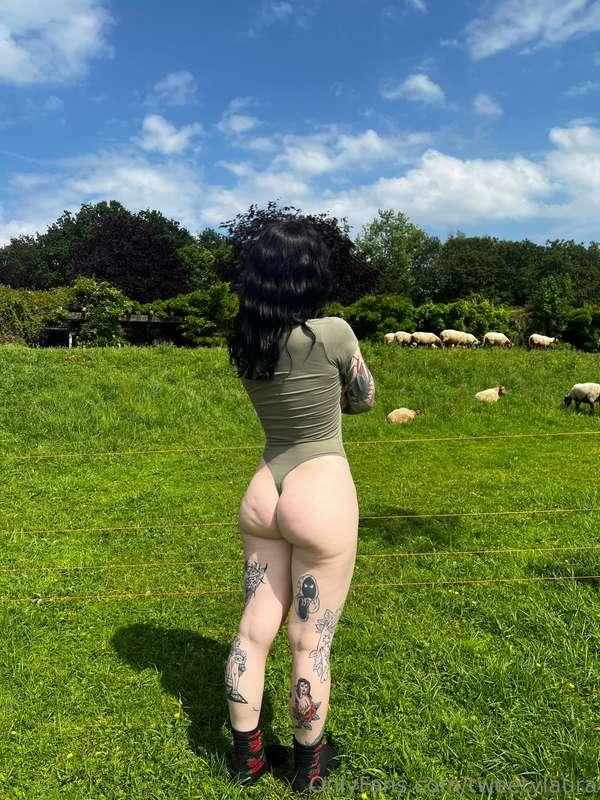 Watching the sheeps😺☺️