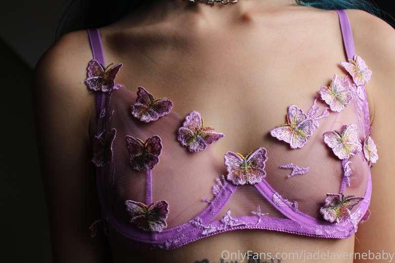 🦋🦋🦋