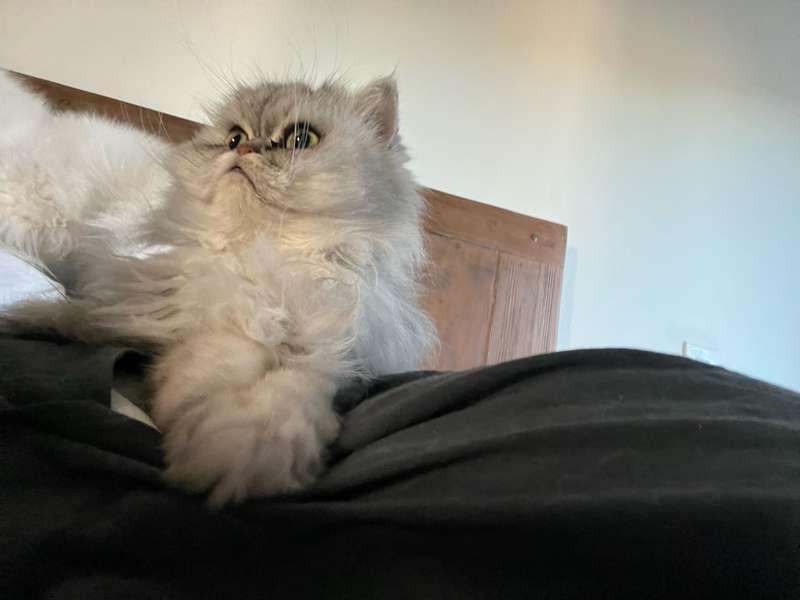 Pet Photos