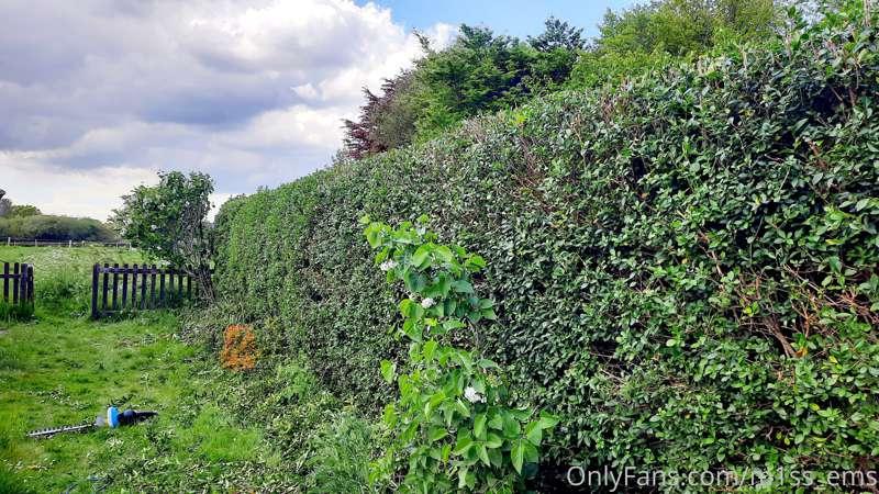 Interesting fact.. hedges don't really look or feel big...un..