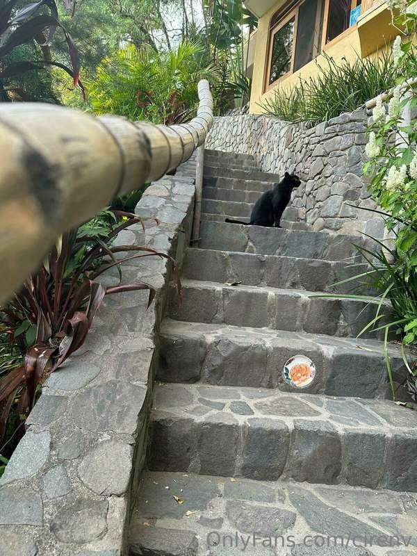Also making friends with the locals. 🐈‍⬛😽