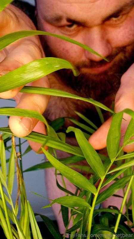 mrpocketbear image #2