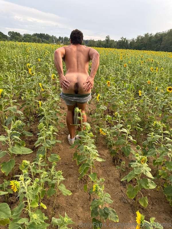 Sunflower field shoot