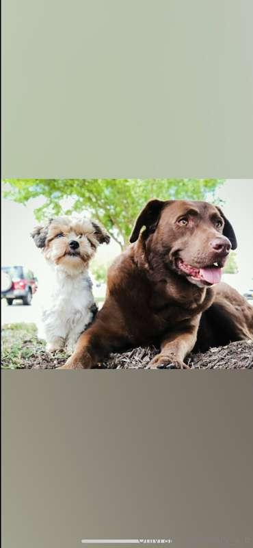 Best furrrrriends 🐶