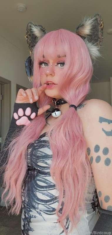 coophound image #1