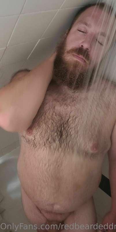 redbeardeddragon image #1