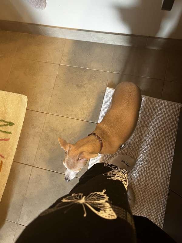 Jet protec 