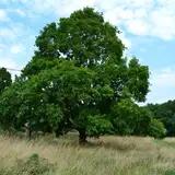 Eternal Oak Entertainment 