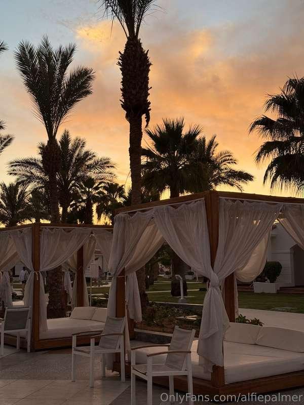 alfiepalmer image #3