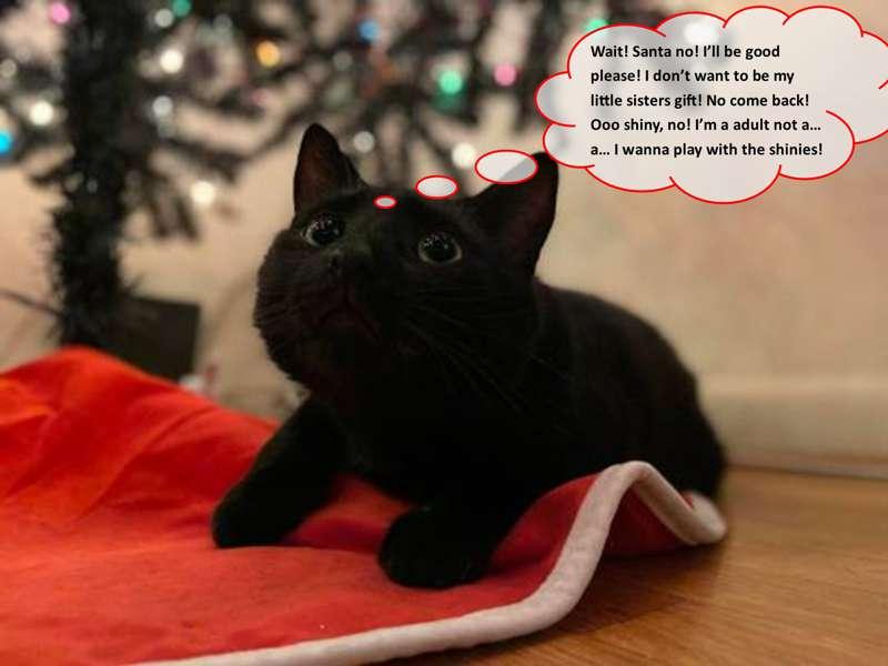 Christmas Pet