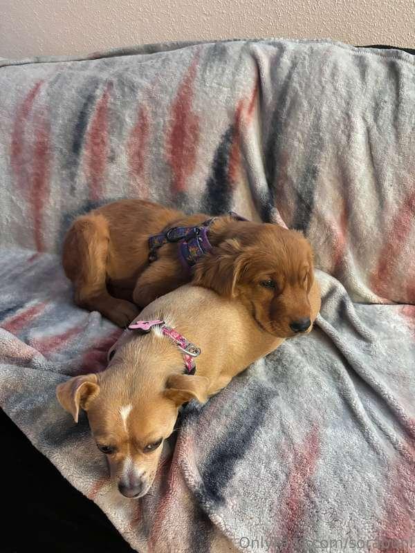 ash has been settling in (mochi is a great older brother lol..