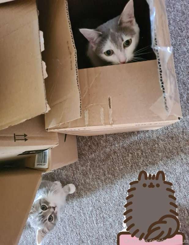 Special thank you from the kitties, they absolutely love the..