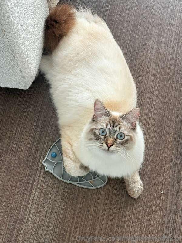 Troublemaker of the week