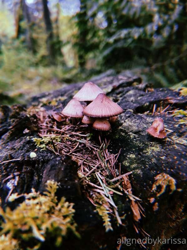 Wandering in the forest, I find so many little gifts of natu..