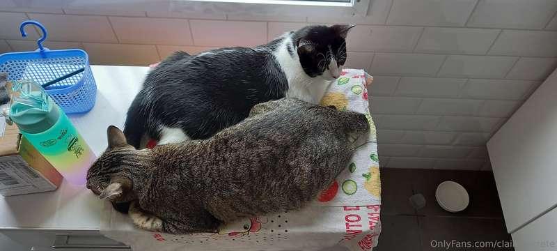 Stuffed animals