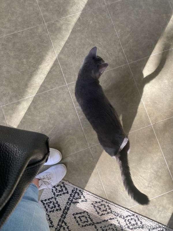 Come, come, kitty, kitty 😊