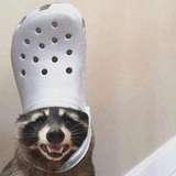 ratatooey