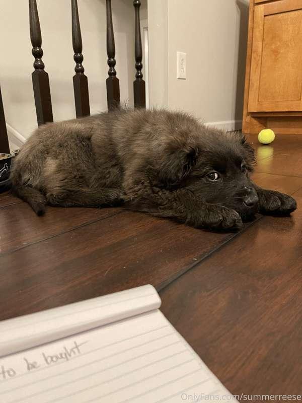 I also wanted to share our new addition to the family, Wilso..