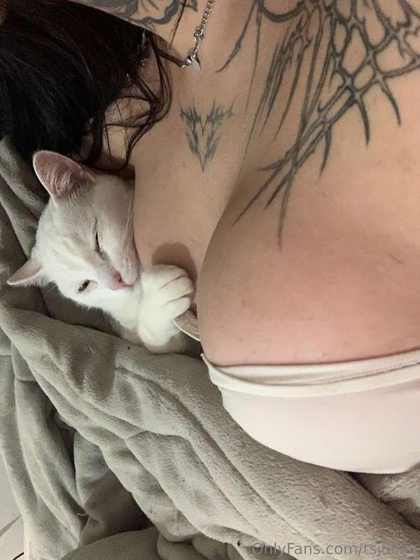 So cuteee, ugh! He big pillows😽