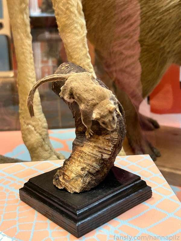 I was at the museum yesterday. And I'm in awe of him! it was very interesting, I love animals 🧡 they are made in great detail, I looked at them with pleasure 😍
I really love goats and big cats ahah 