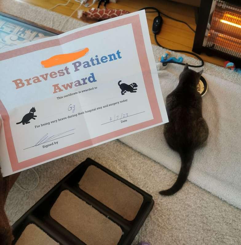 GG update!

They found chronic osteoarthritis in both elbows..
