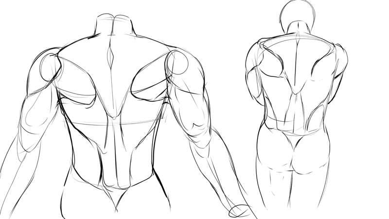 Muscle study 