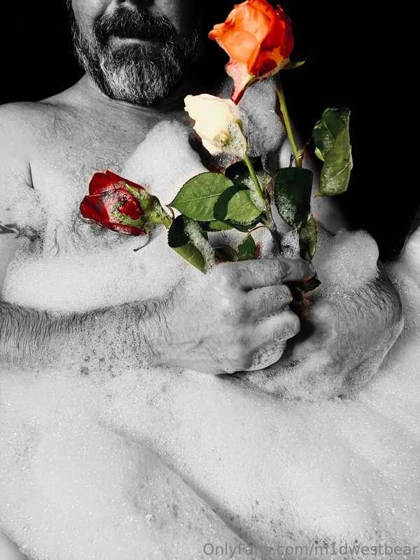 m1dwestbear image #4