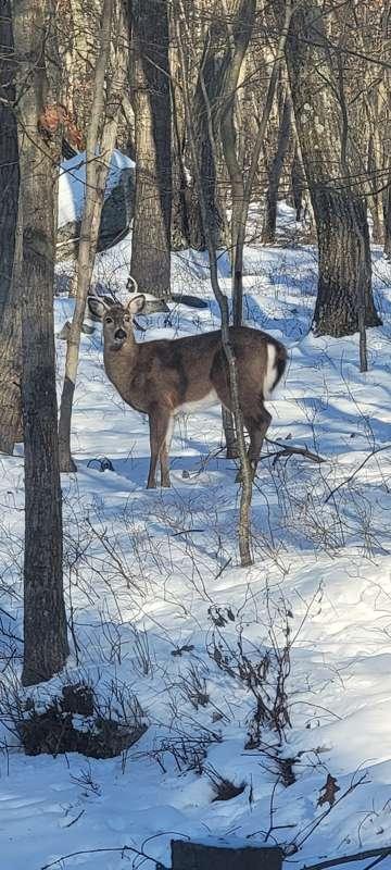 Deer that come to visit and eat