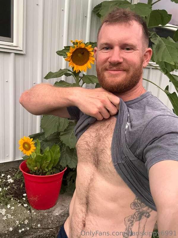 I love my sunflowers