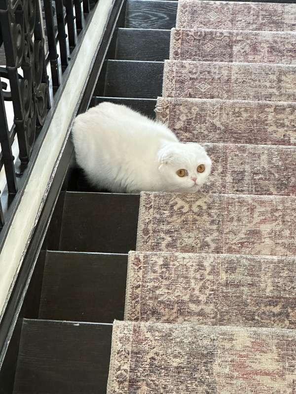 Pet Photos