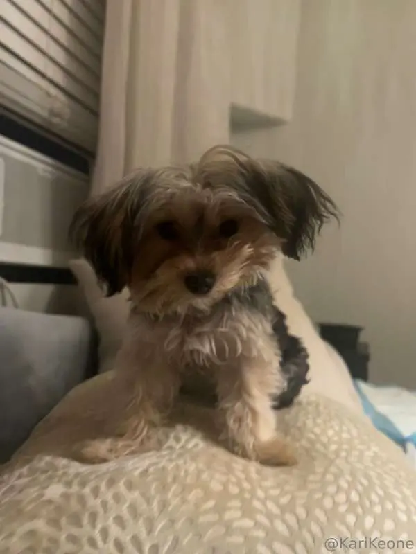 Taking fry to the park & answering some voice messages all c..