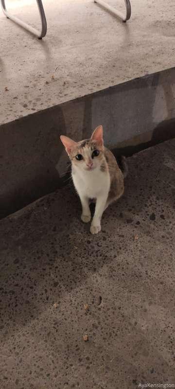 Aya had a visitor.. can't ask for that pussy's consent. I ho..
