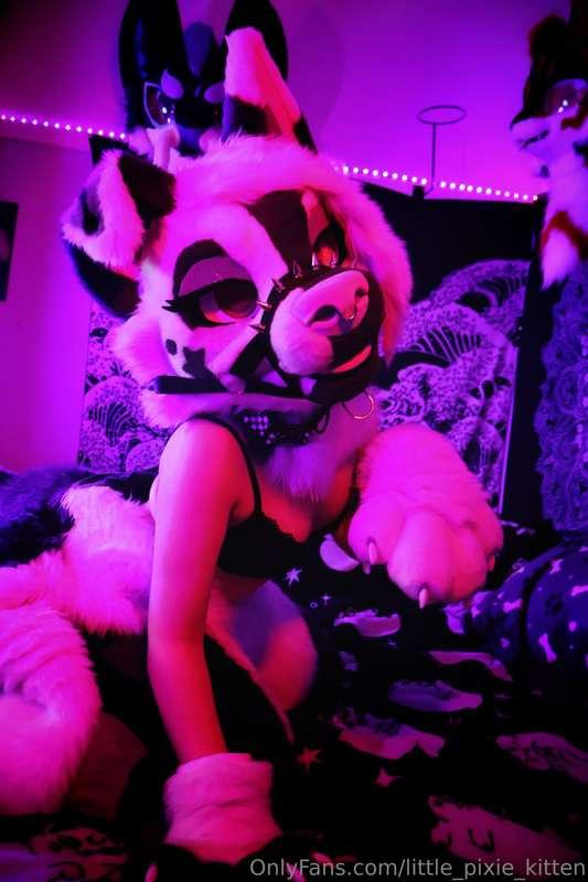 little_pixie_kitten image #0