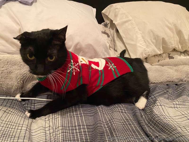 Mr Ninja is dressed up for the holidays! Have a great weeken..