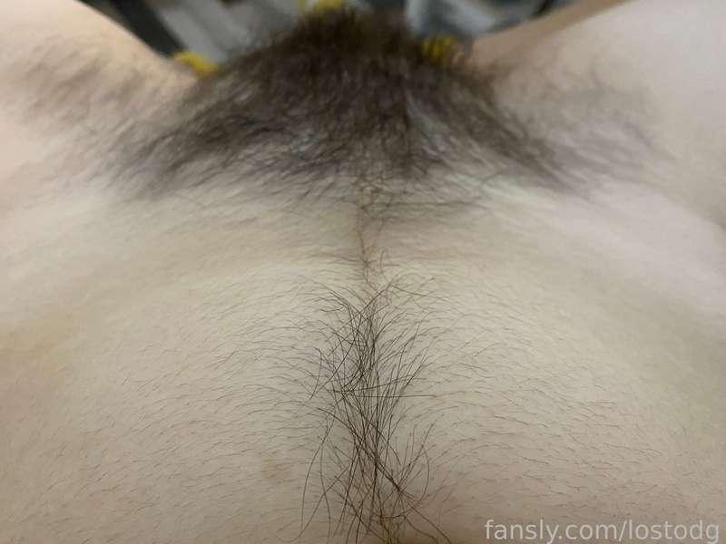 lostodg image #1