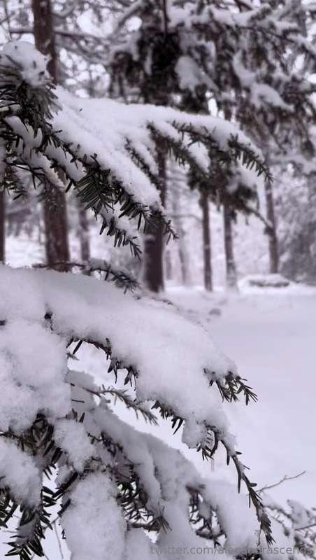 First snow of the season in my mountain forest house! Just g..