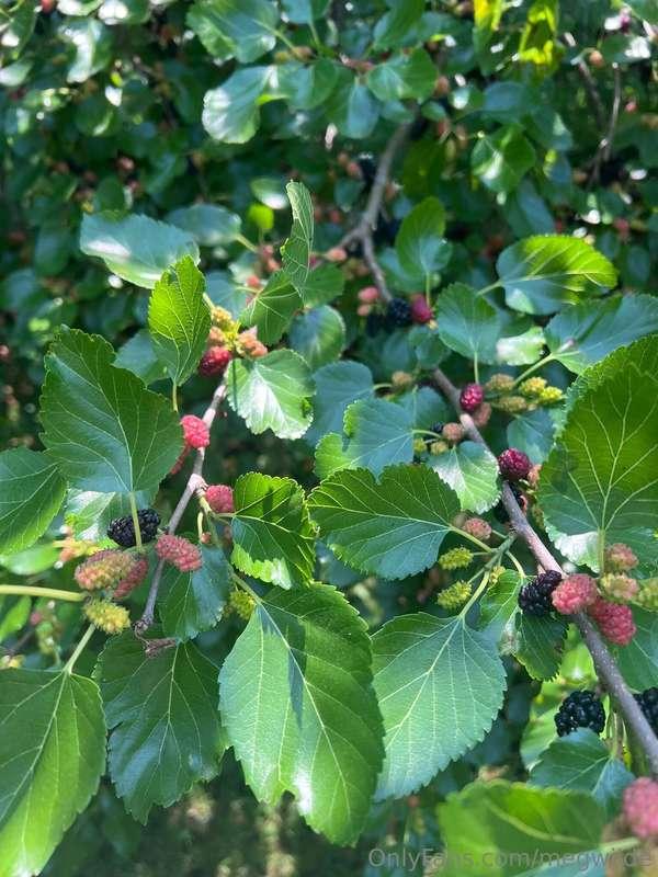 Nature💚
