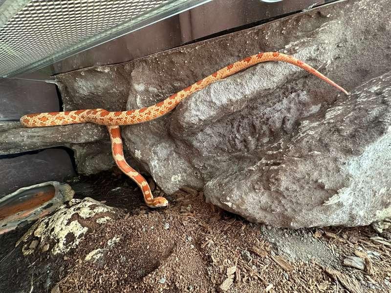 My snake🐍😍