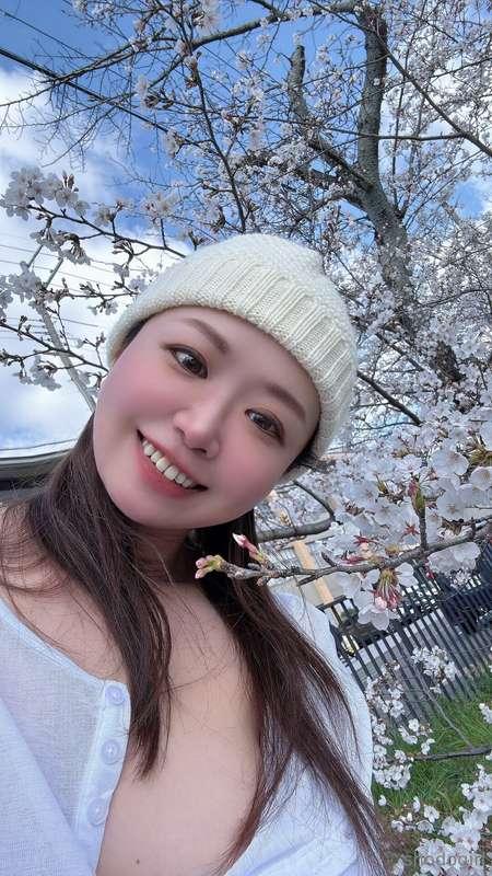 These cherry blossoms in Kyoto are too pretty not to share.🌸..