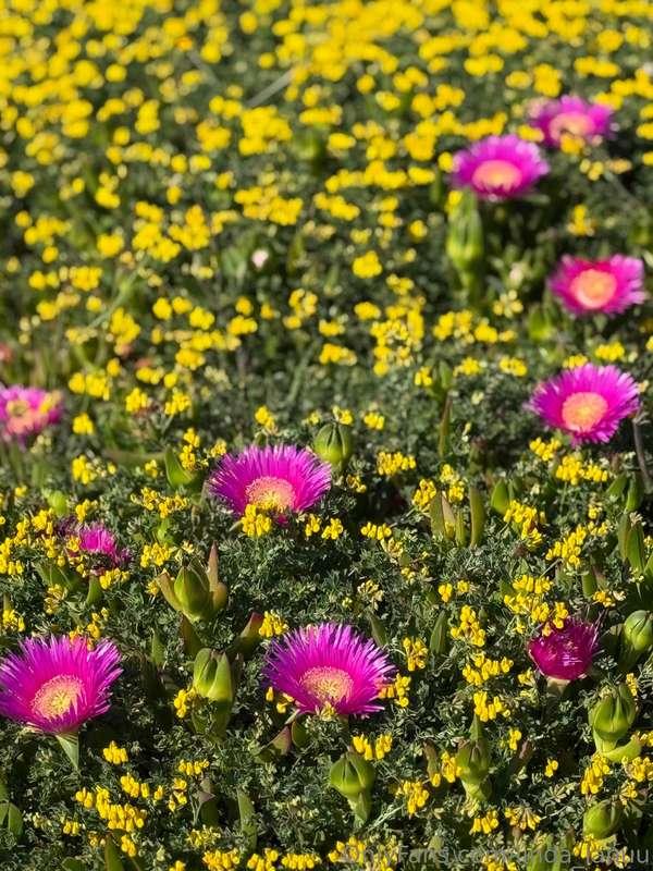 linda_lanuu image #2