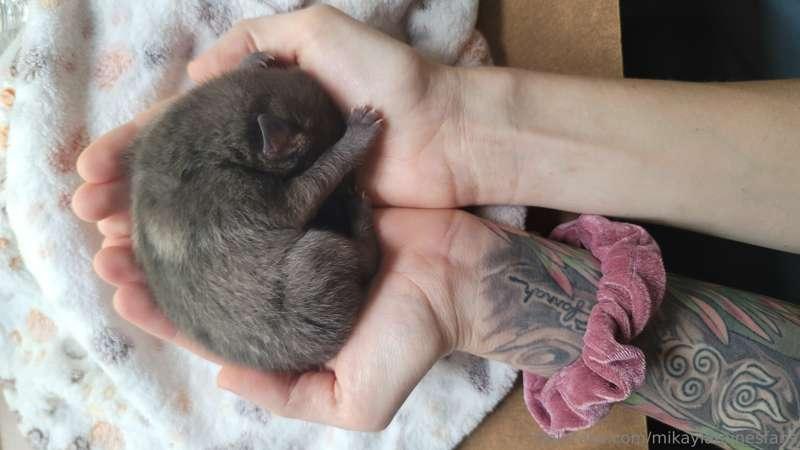 I've been raising 4 African species pups from day 1 the last..