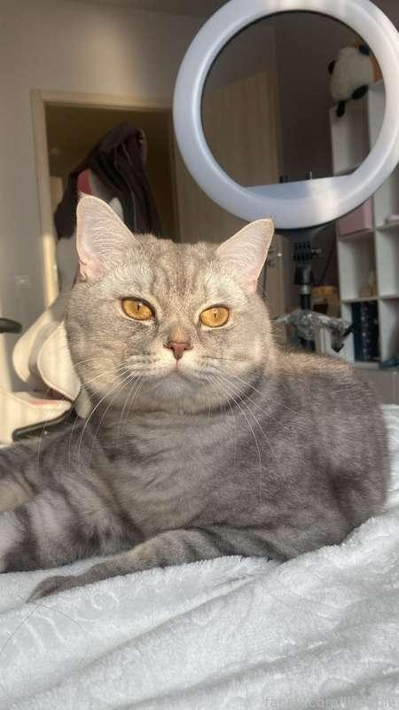 Excuse me, but can I show you my cat? This is a small and fluffy Mr. Sasha. He is 1.5 years old, he likes to eat yummy food, sleep a lot, play and prevent me from taking photos and videos🤓 Despite this, he is my favorite sweet boy 💗🐾 
Sasha will be glad if you tip $5 to him for a tasty treat or a new toy :3 purr purr 

#cat #life #fyp #cats #animals #pet #pets 