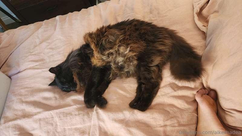 As requested: Sweet Cosmo hanging out with me during the str..