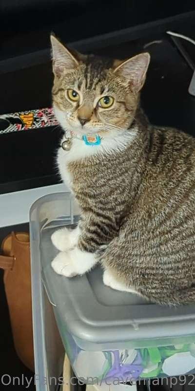 My pets. The dog's name is Atari and the cats are names Luci..