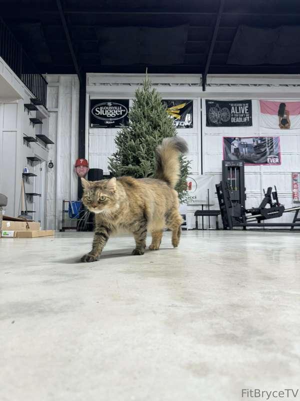 Cant wait to show off the holiday decor!