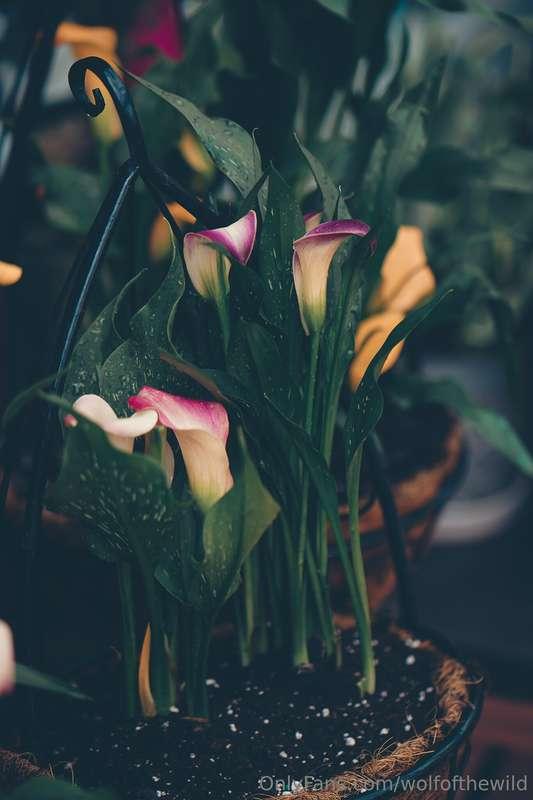 wolfofthewild image #4