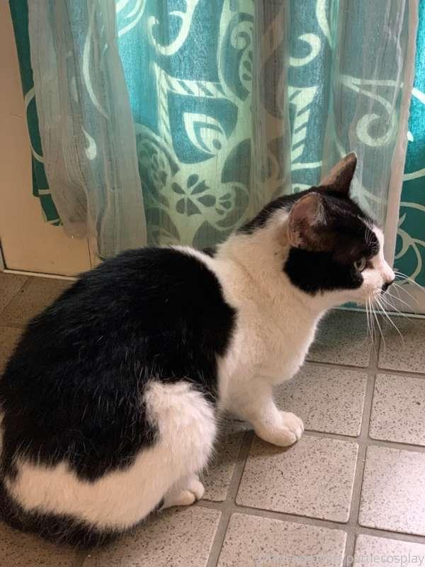My cat that had ran away came home this morning! I’m so happ..