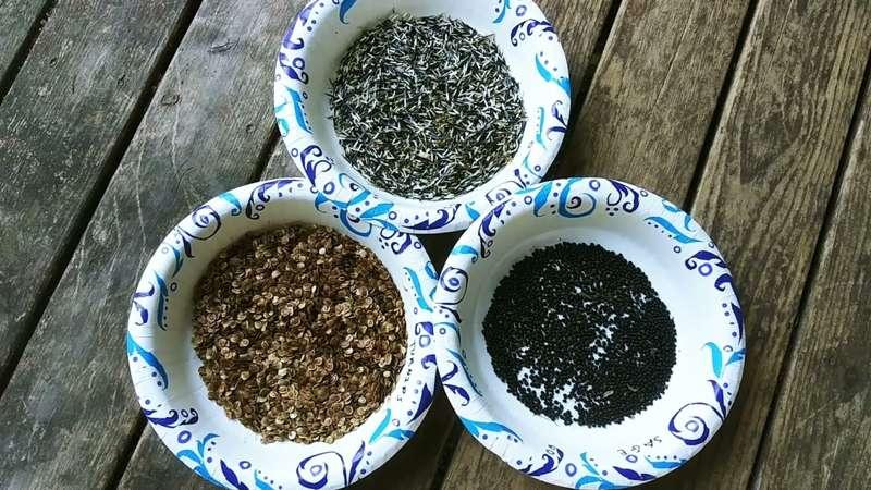 Who Would Like Some Seeds?